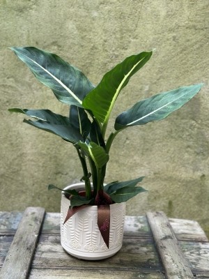 Potted Dieffenbachia