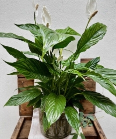 Large Peace Lily with Ceramic Planter