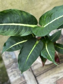 Potted Dieffenbachia